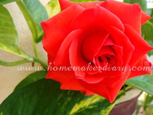 rosered1.jpg
