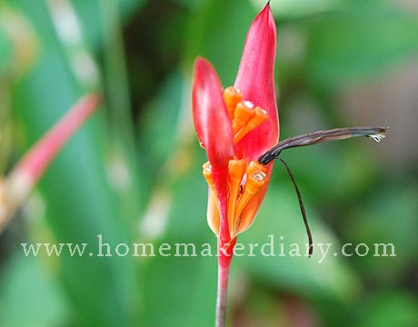 heliconia.jpg