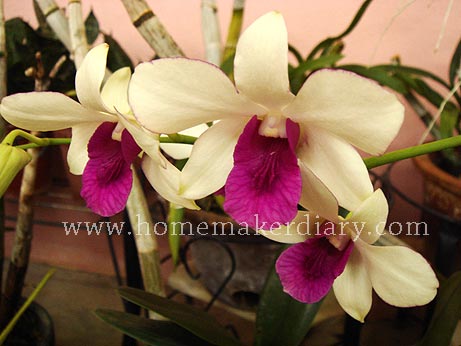 myorchid.jpg