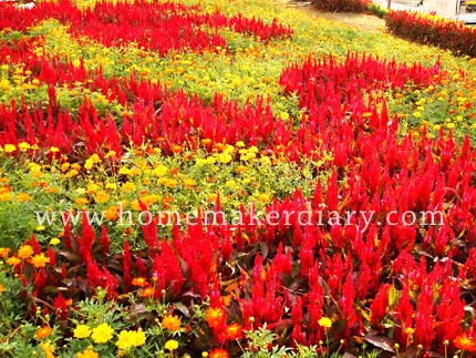 floria2007.jpg