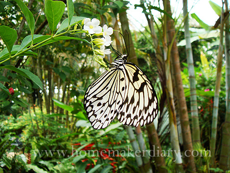 butterfly1.jpg