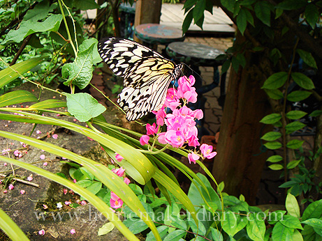 pinkbutterfly.jpg
