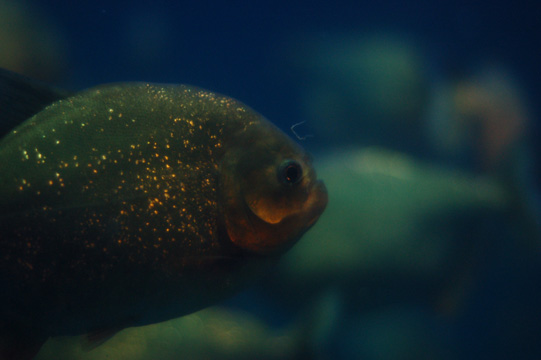 aquaria3