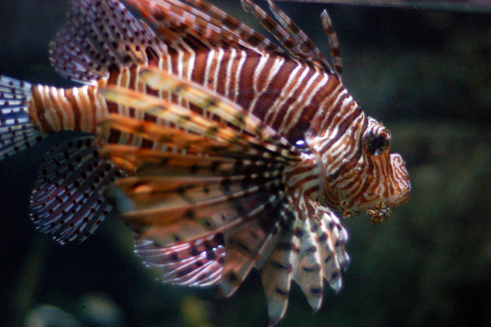aquaria7