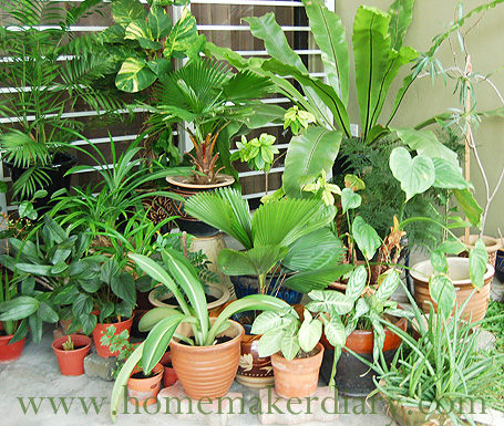 garden1