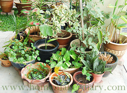 garden2
