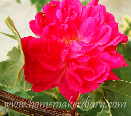darkpinkrose