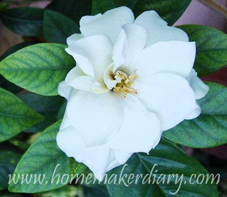 whitegardenia