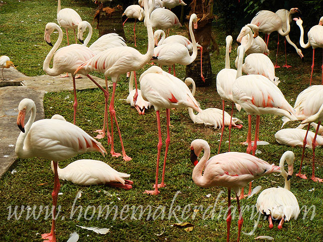 Kl Bird Park Part 1 A Homemaker S Diary