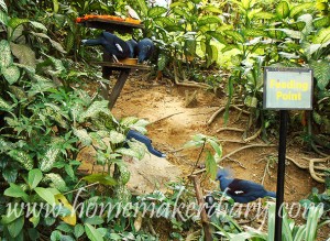 klbirdpark6
