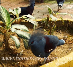 klbirdpark7