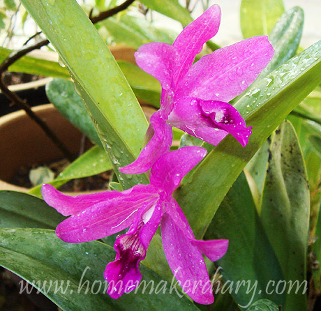 cattleya-purple-orchid