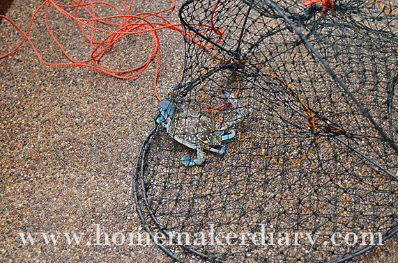 blue-crab-caught-in-the-net