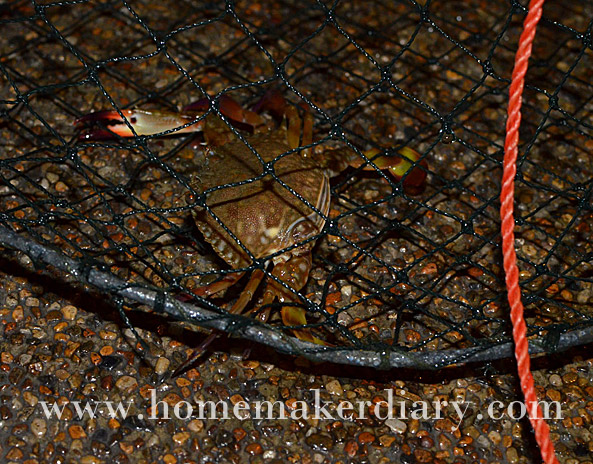 crab-caught-net
