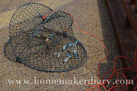 crab-net