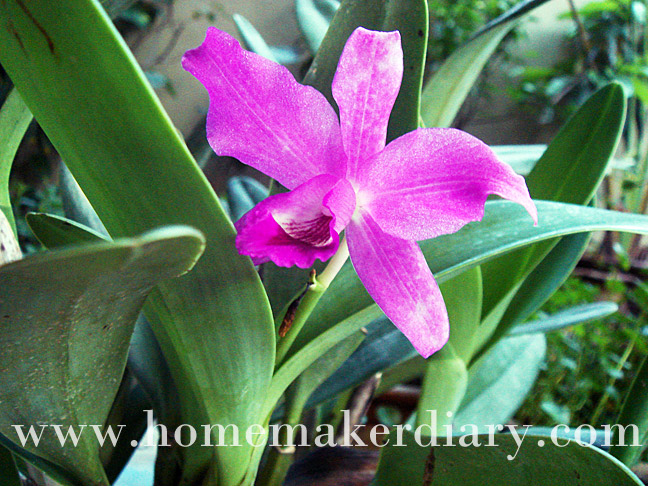 single-purple-cattleya