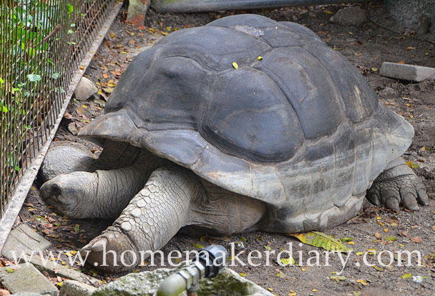 giant-tortoise-zoo-negara