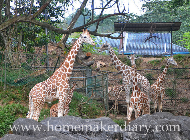 giraffe-zirafah-savannah-walk-zoo-negara