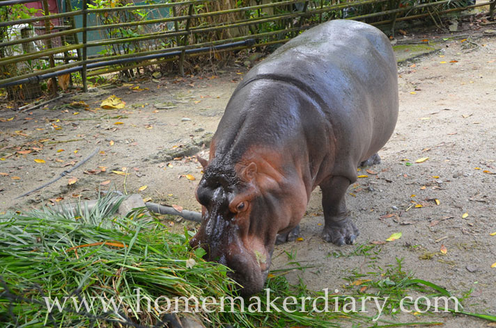 hippopotamus-badak-air-zoo-negara