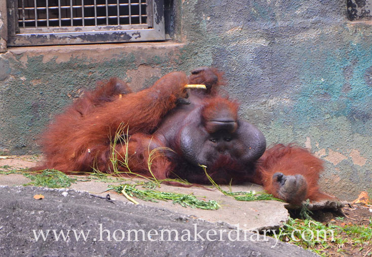 orang-utan-zoo-negara