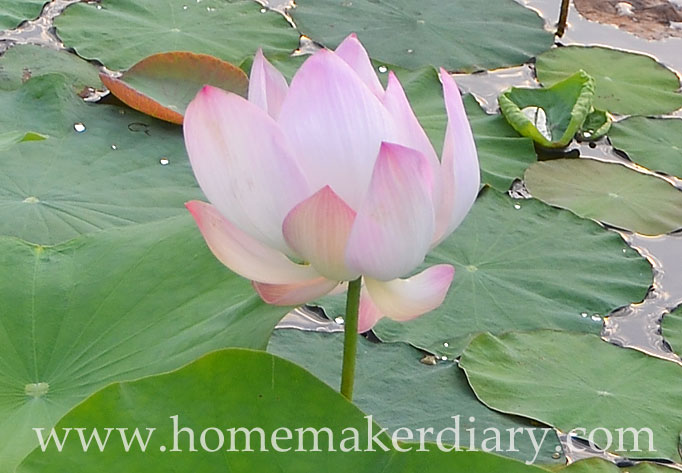 lotus-teratai-taman-tasik-cyberjaya